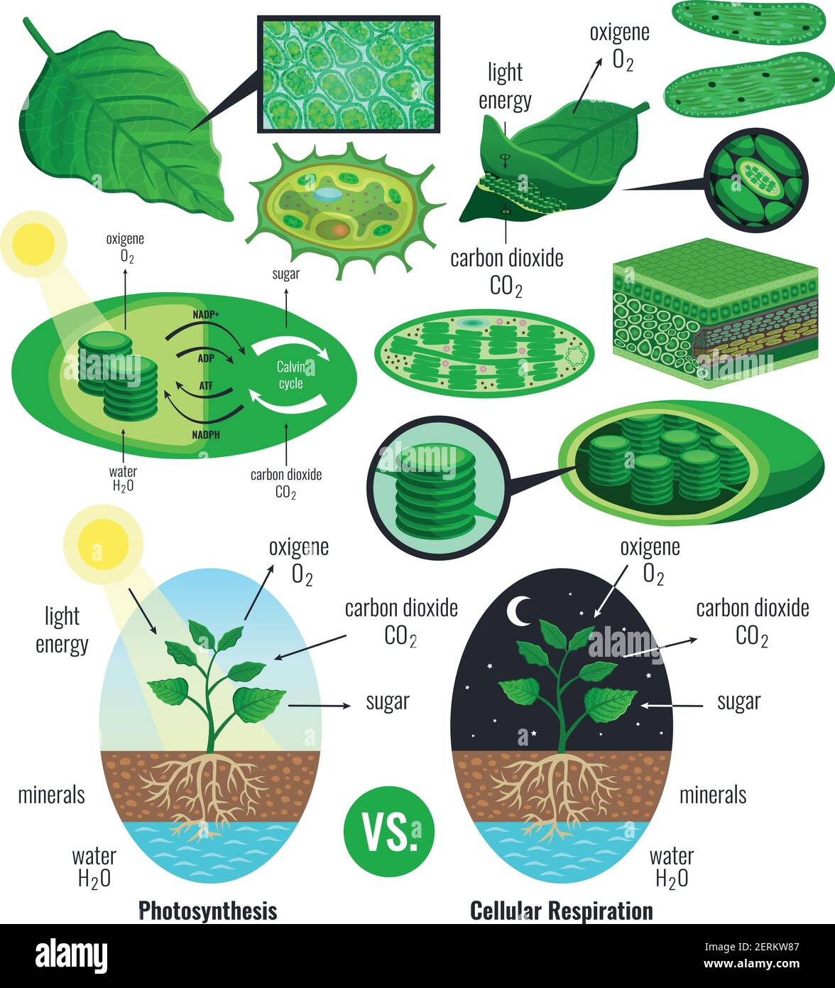 Biologische Photosynthese Infografik Elemente mit Lichtenergieumwandlung calvin-Zyklus Schema Pflanzen zelluläre Atmung bunte Vektor illustrati Stock Vektor