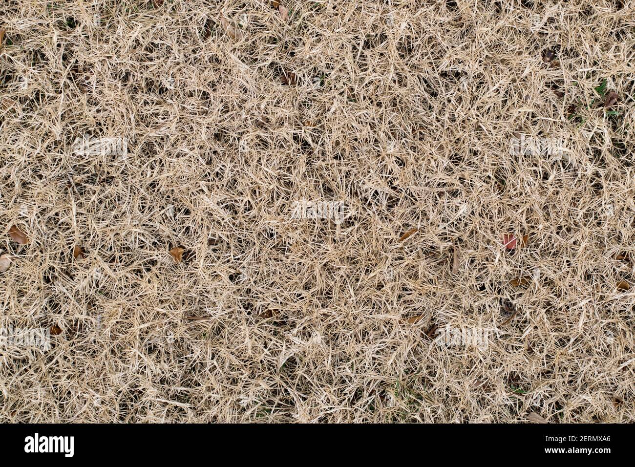 Toter und sterbender Rasenabschnitt von extremen Wetterschäden, wie von direkt oben gesehen. Stockfoto
