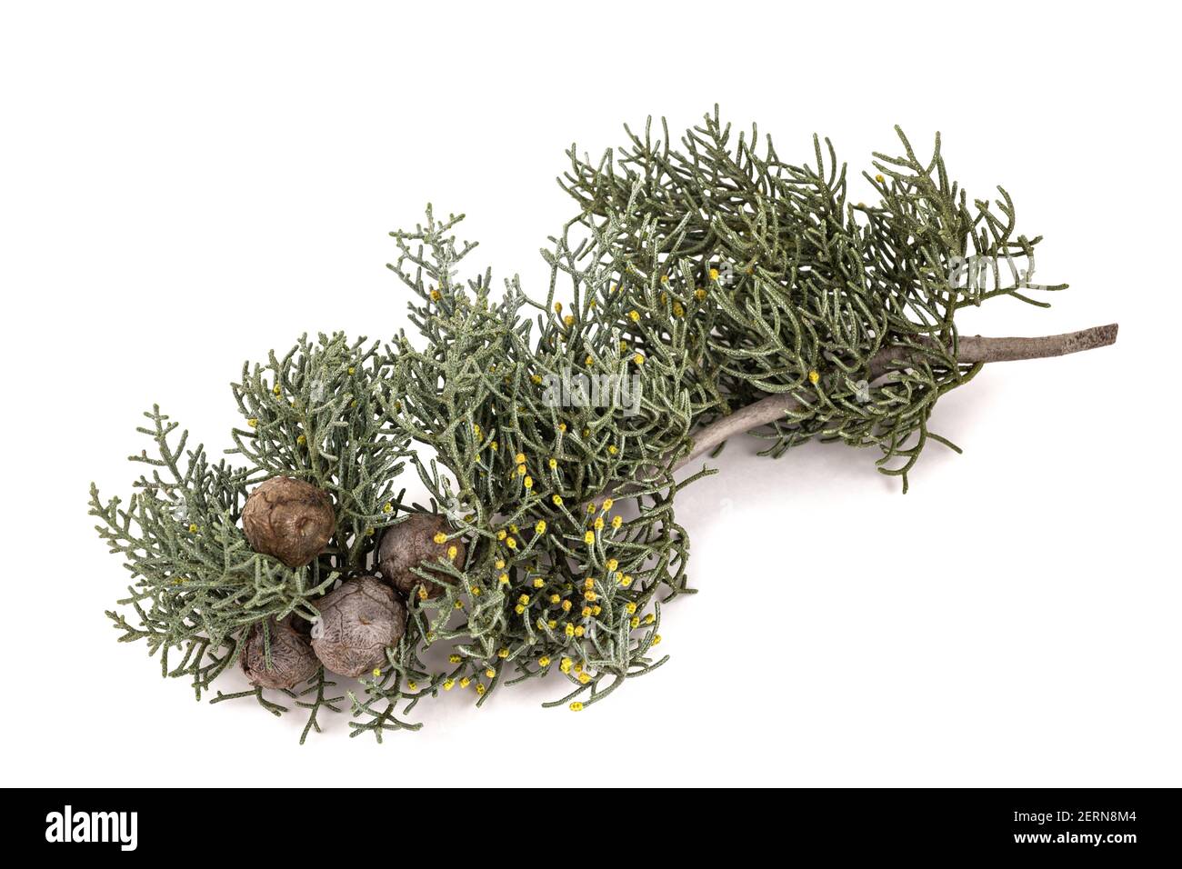 Arizona Cypress Zweig isoliert auf weißem Hintergrund Stockfoto
