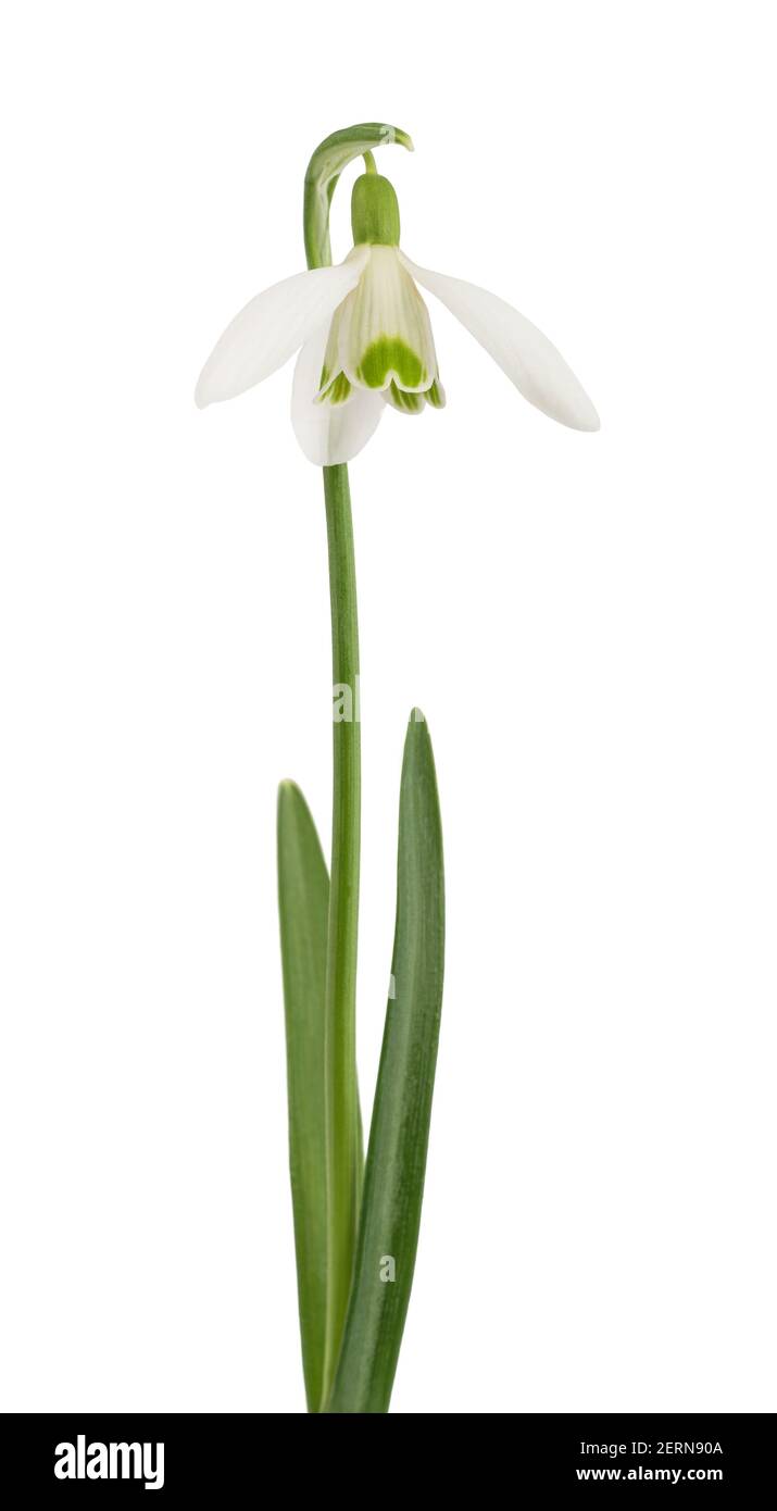 Schneeglöckchen Blume auf weißem Hintergrund Stockfoto