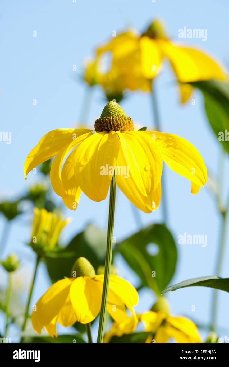 Blumenblume 'Herbstsonne'. Rudbeckia nitida 'Herbstsonne', Rudbeckia 'Herbstsonne'. Synonyme: Rudbeckia 'Herbstsonne', Rudbeckia laciniata 'Herbstsonne' Stockfoto