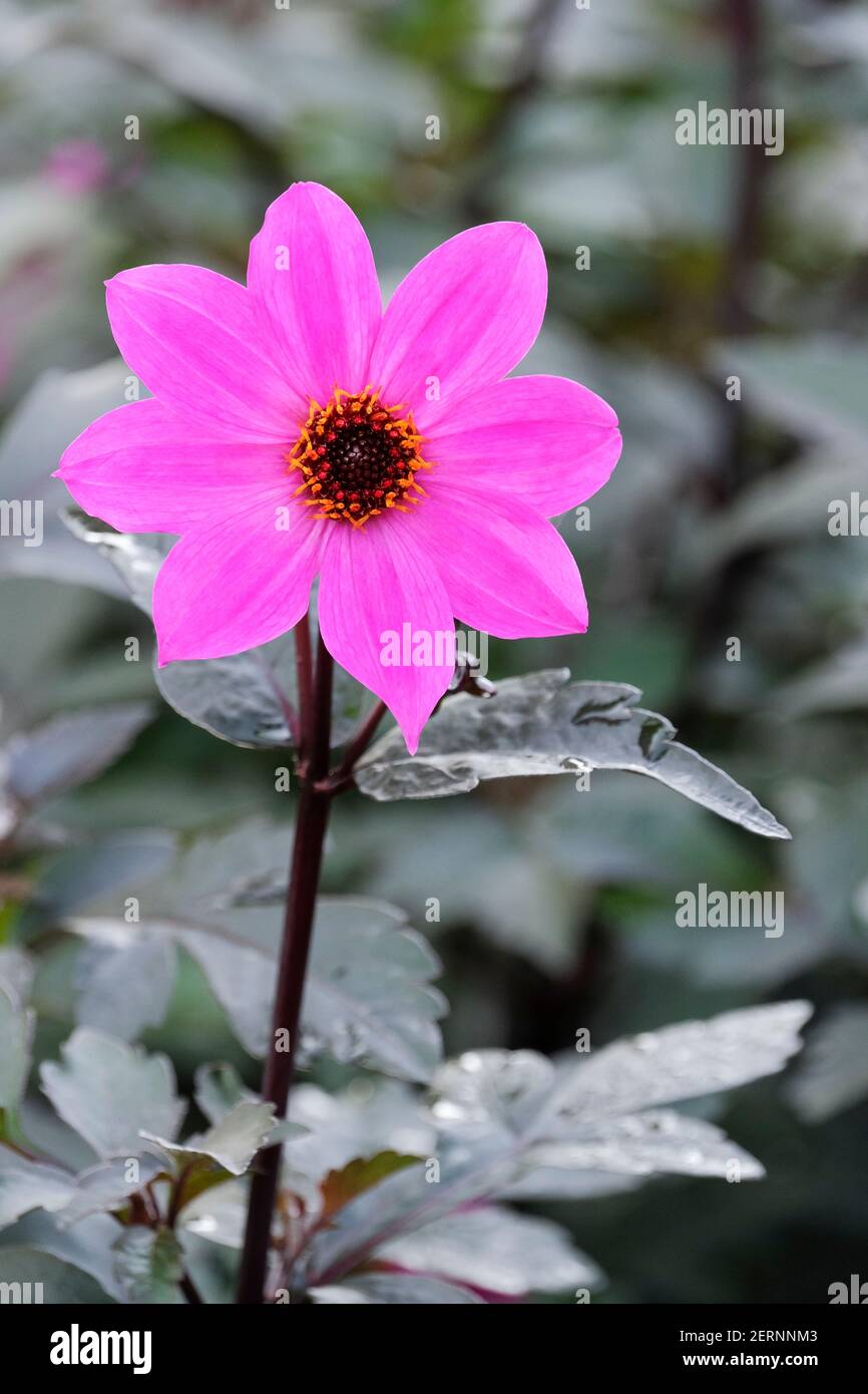 Einblühige, magentarote Blüten der Dahlia 'Magenta Star' Stockfoto