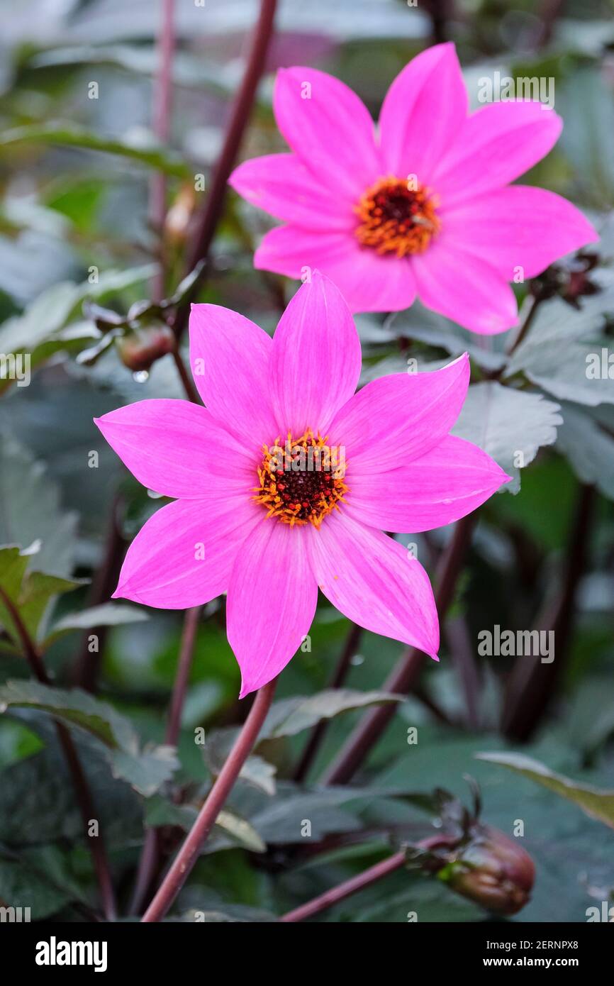 Einblühige, magentarote Blüten der Dahlia 'Magenta Star' Stockfoto