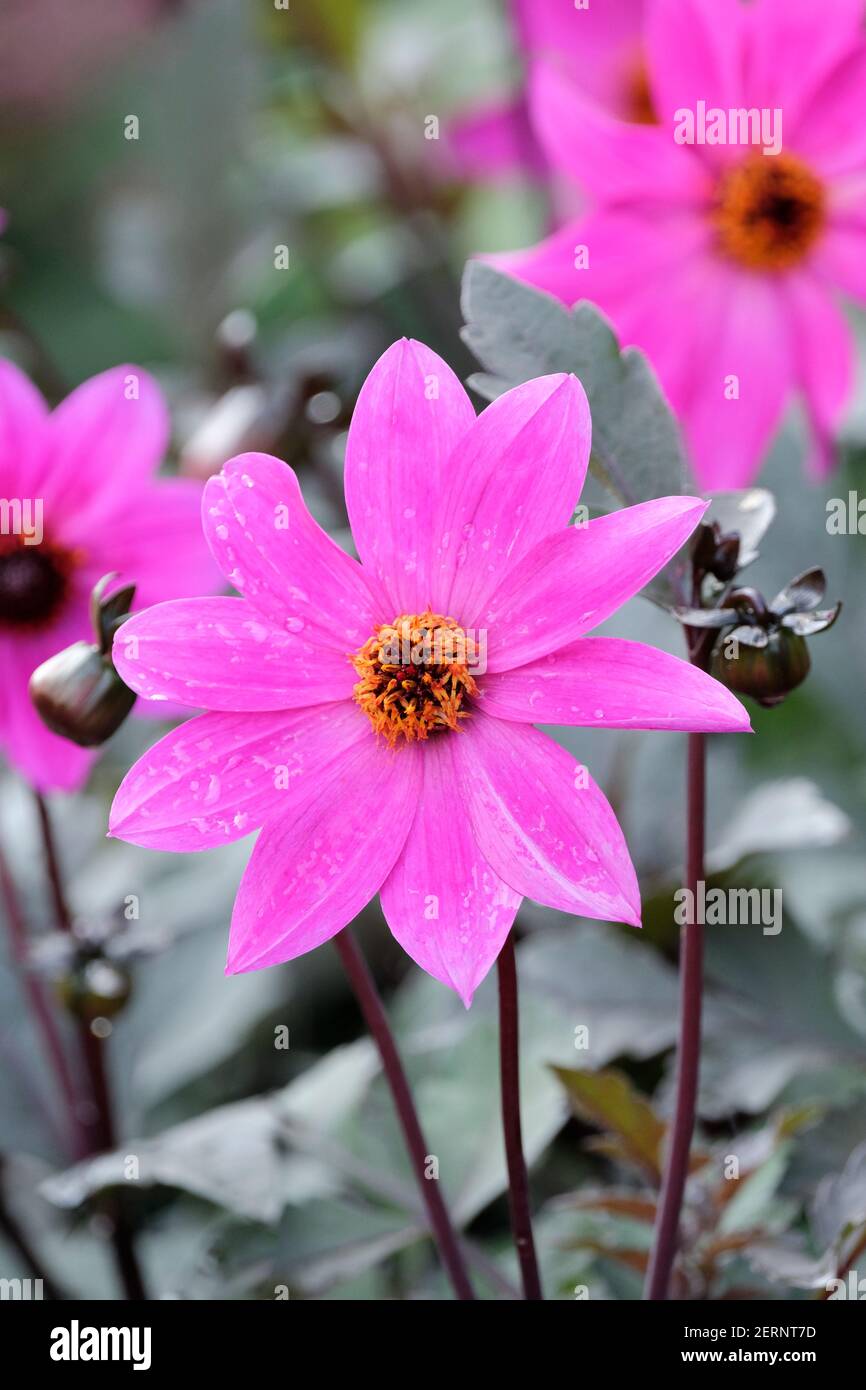 Einblühige, magentarote Blüten der Dahlia 'Magenta Star' Stockfoto