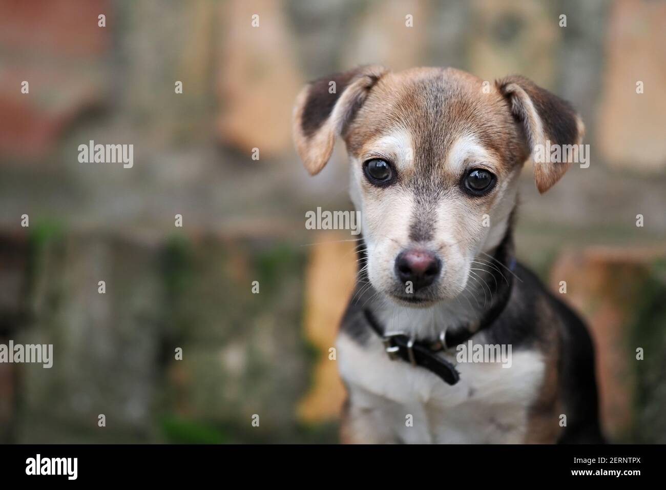 Kleine einsame Welpen spielen im Freien Stockfoto