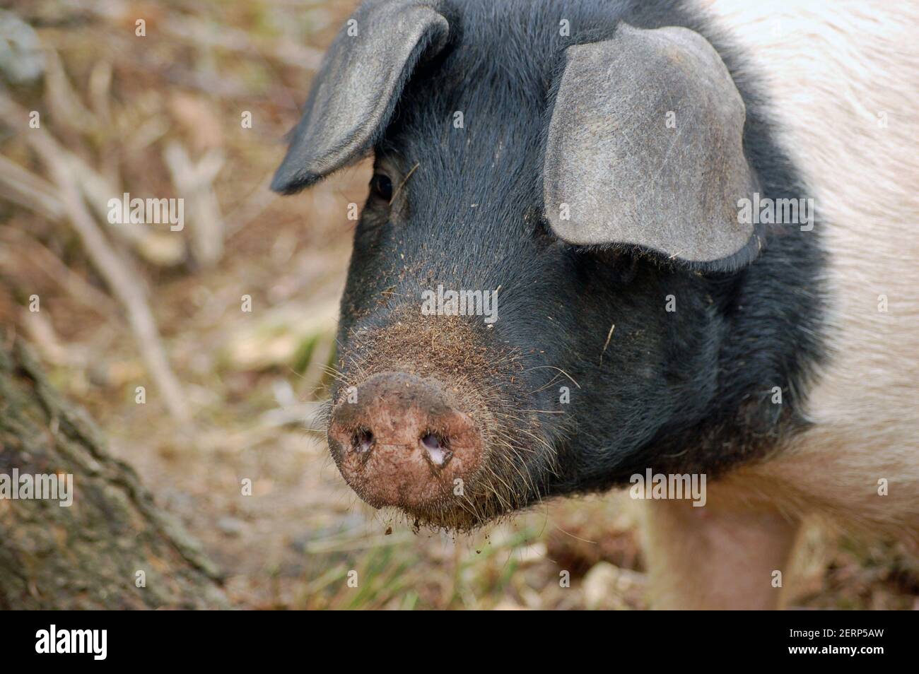 Ein junges Saddleback-Schwein schaut von der Verwurzelung durch das Unterholz auf. Stockfoto