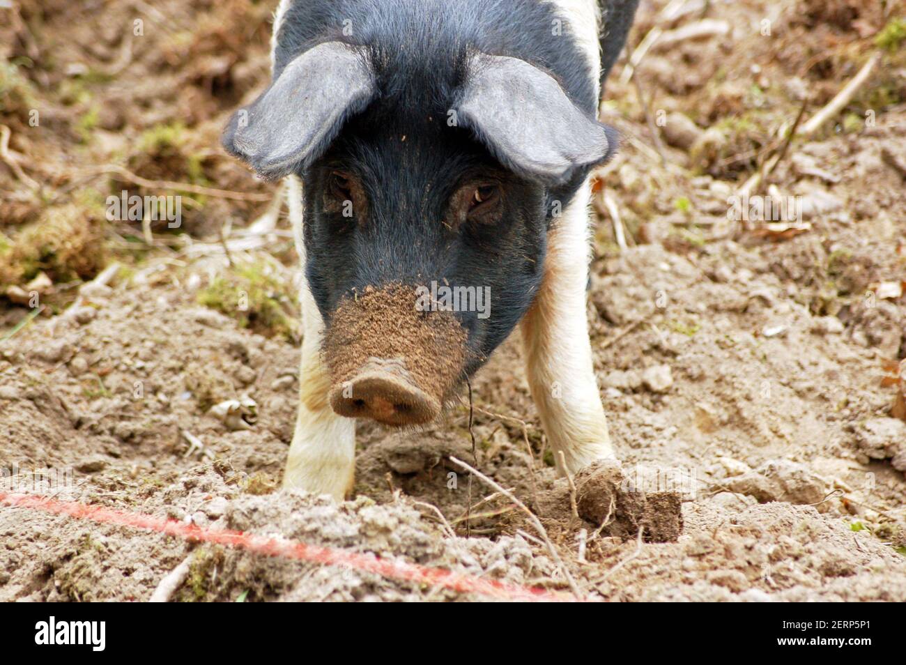 Ein Sattelhecksschwein Gesicht auf, Blick nach dem Verwurzeln in der Erde für etwas Nahrung. Stockfoto