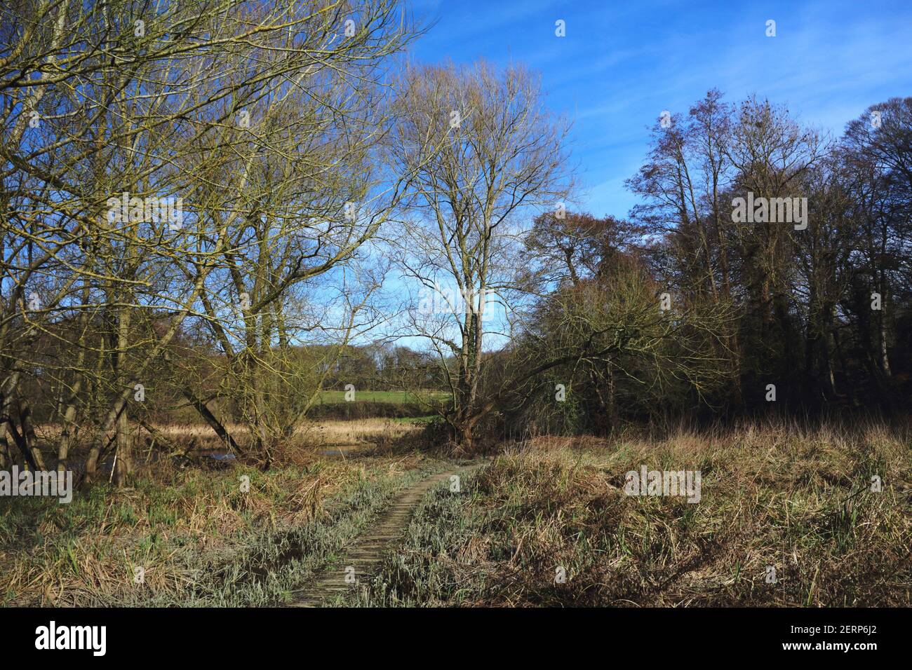 Eine Promenade, die durch sumpfiges Gelände in der Hochwasserebene des Flusses Wensum von Drayton Green Lanes in Drayton, Norfolk, England, Vereinigtes Königreich verläuft. Stockfoto