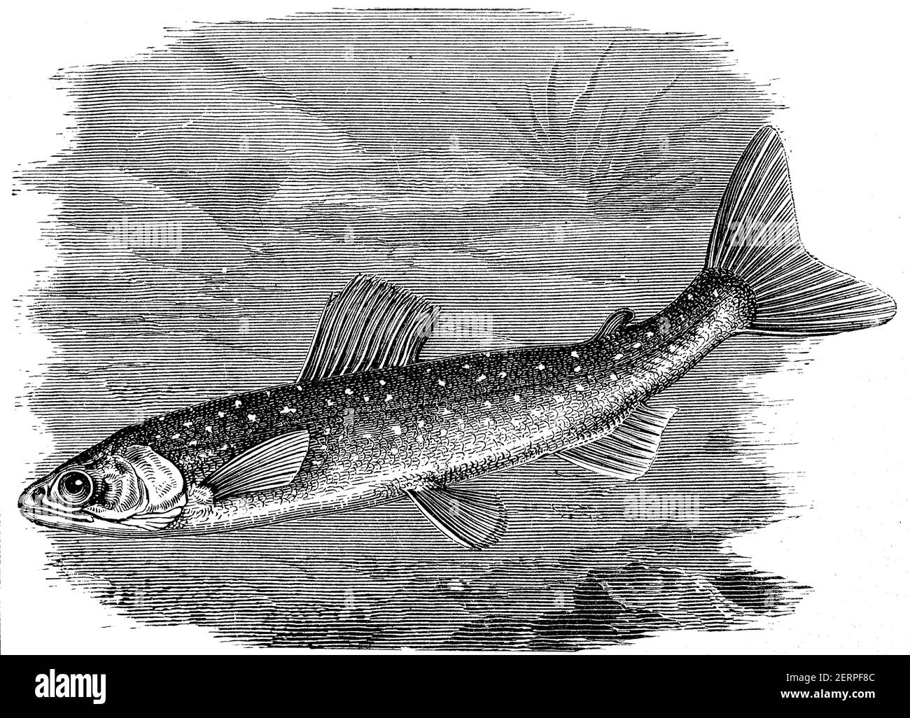 Salvelinus umbla, auch als Seesaibling bekannt, ist eine Art Saibling, die in bestimmten Seen der Alpenregion in Europa kommt / Salvelinus umbla, Stockfoto