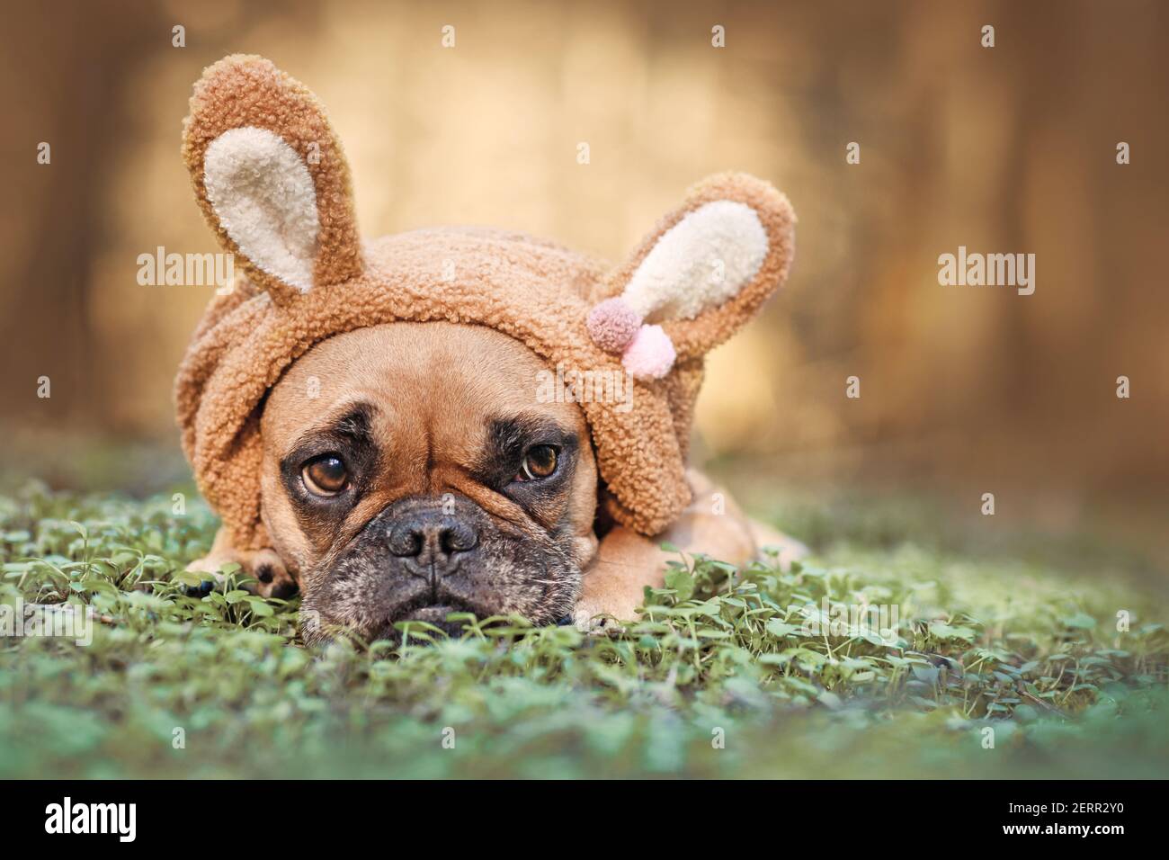 Osterhase Hund mit braunen Französisch Bulldoggen verkleidet mit Kaninchen Ohr Stirnband Kostüm liegt im Freien auf Gras Stockfoto