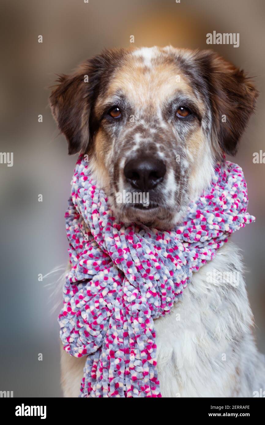 Portrait von großen seriuos pelzigen Hund trägt Schal, sitzen Stockfoto