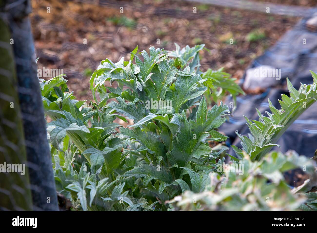 Cardiff, Wales. Februar 22nd 2021. Abgebildet ist Pontcanna Dauerallotments. Wetter in Großbritannien. Welsh Green Spaces Stockfoto