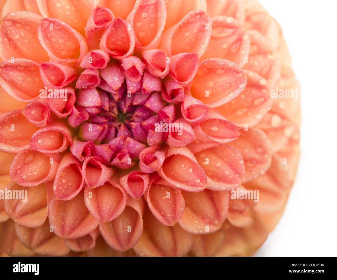 Rot, weiß, gelb Dahlia august bunten Hintergrund. Blick auf mehrfarbige Dahlia-Blumen. Schöne Dahlia Blumen auf grünem Hintergrund. Sommerblumen Stockfoto