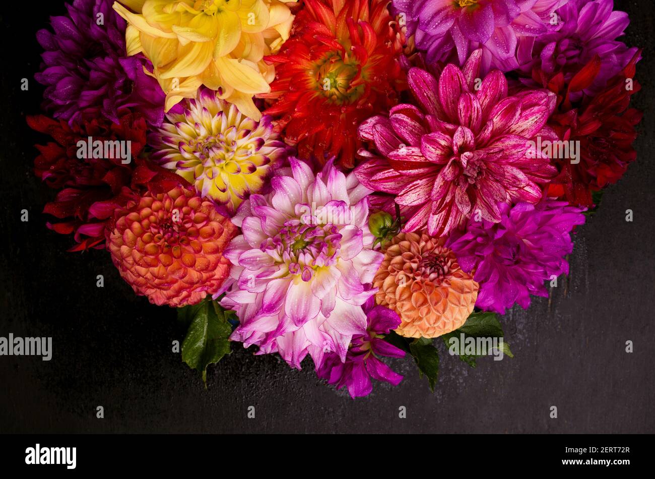 Rot, weiß, gelb Dahlia august bunten Hintergrund. Blick auf mehrfarbige Dahlia-Blumen. Schöne Dahlia Blumen auf grünem Hintergrund. Sommerblumen Stockfoto
