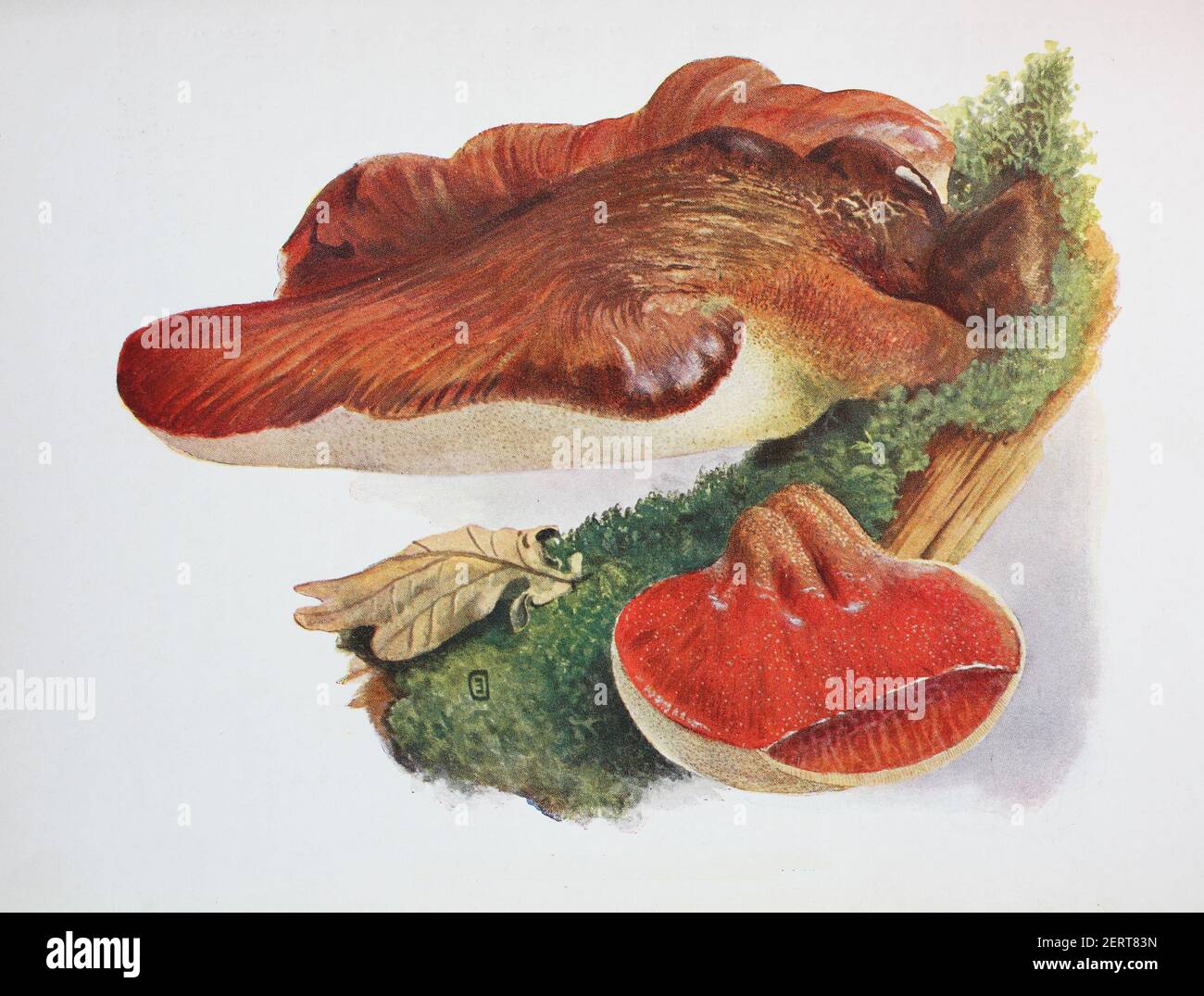 Fistulina hepatica (Beefsteak Pilz, auch bekannt als Beefsteak Polypore oder Ochsenzunge) ist ein ungewöhnlicher Brackepilz in den Agaricales klassifiziert , digitale Reproduktion einer Ilustration von Emil Doerstling (1859-1940) Stockfoto