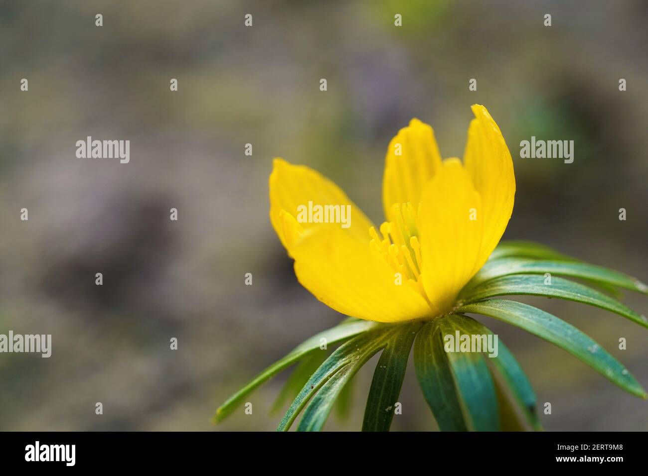 Nahaufnahme der Blüte des südeuropäischen winterlings, Eranthis hyemalis Stockfoto