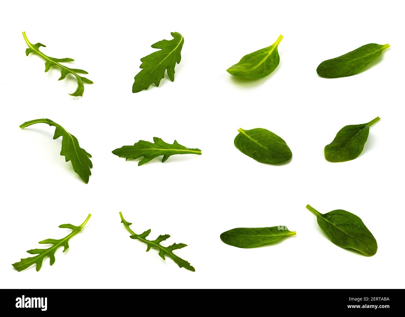 Rucola und Wildsalat Blätter in verschiedenen Winkeln auf a Weißer Hintergrund Stockfoto