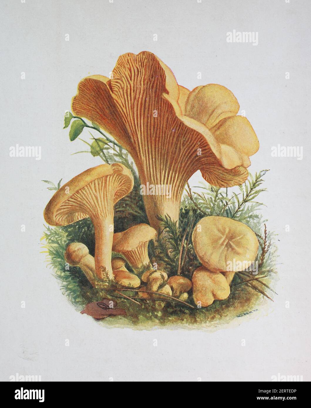 Cantharellus cibarius, allgemein bekannt als die Pfifferelle, oder girolle, digitale Reproduktion einer Ilustration von Emil Doerstling (1859-1940) Stockfoto