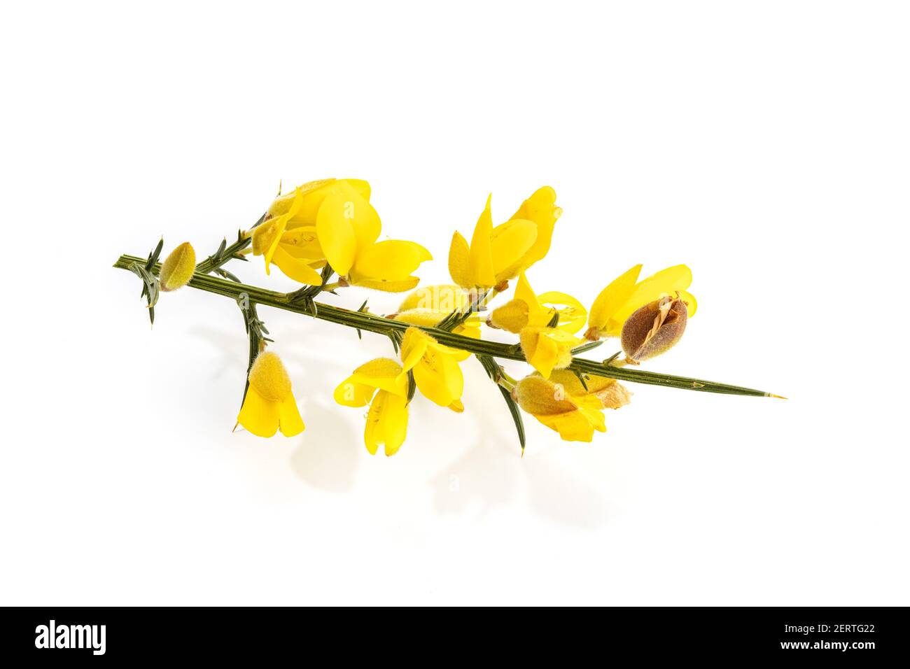 Frische gelbe Gorse in Blume isoliert auf weißem Hintergrund. Ulex europaeus Stockfoto