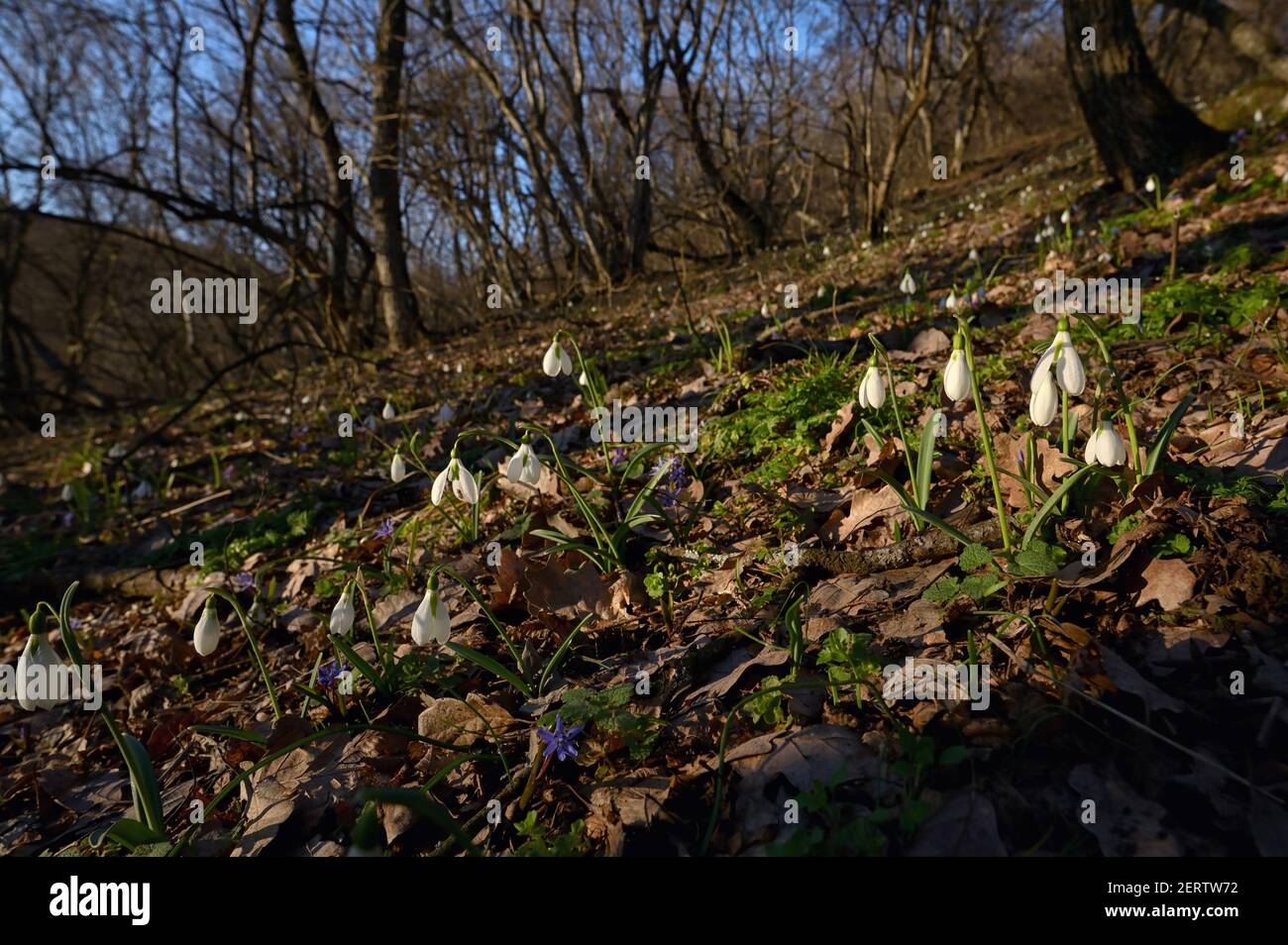 Erste Frühlingsblumen, Schneeglöckchen im rumänischen Wald Stockfoto