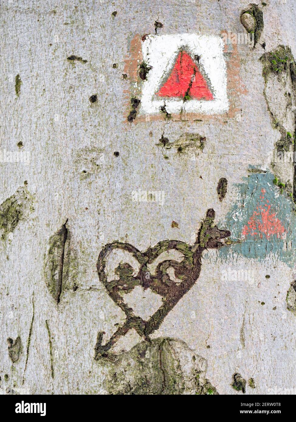 Die touristische Spur und die Schnitzereien der Herzen in der Baumrinde. Gemalte Ikone auf Buche im Wald Stockfoto