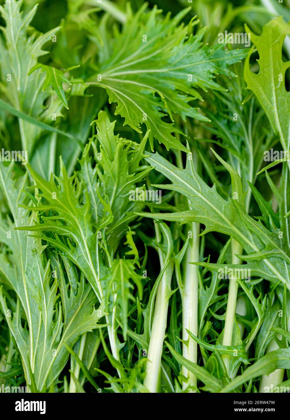 Mizuna, Blattsenf oder kalifornischer Pfeffer ist ein Gemüse ähnlich Rucola, aber mit einem würzigen Geschmack Stockfoto