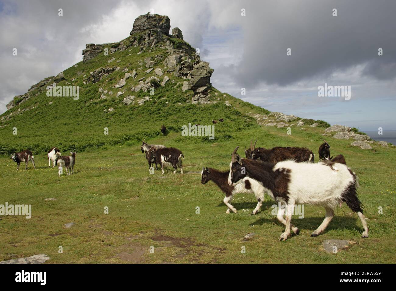 Wilde Ziegen von LyntonValley of the Rocks, Lynton Exmoor National Park Devon, UK MA000089 Stockfoto