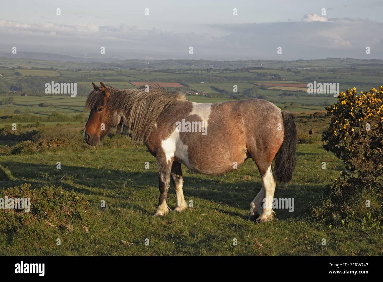 Dartmoor Ponys auf Mooren mitTavy Valley unterhalb des Dartmoor National Park Devon, UK MA000111 Stockfoto