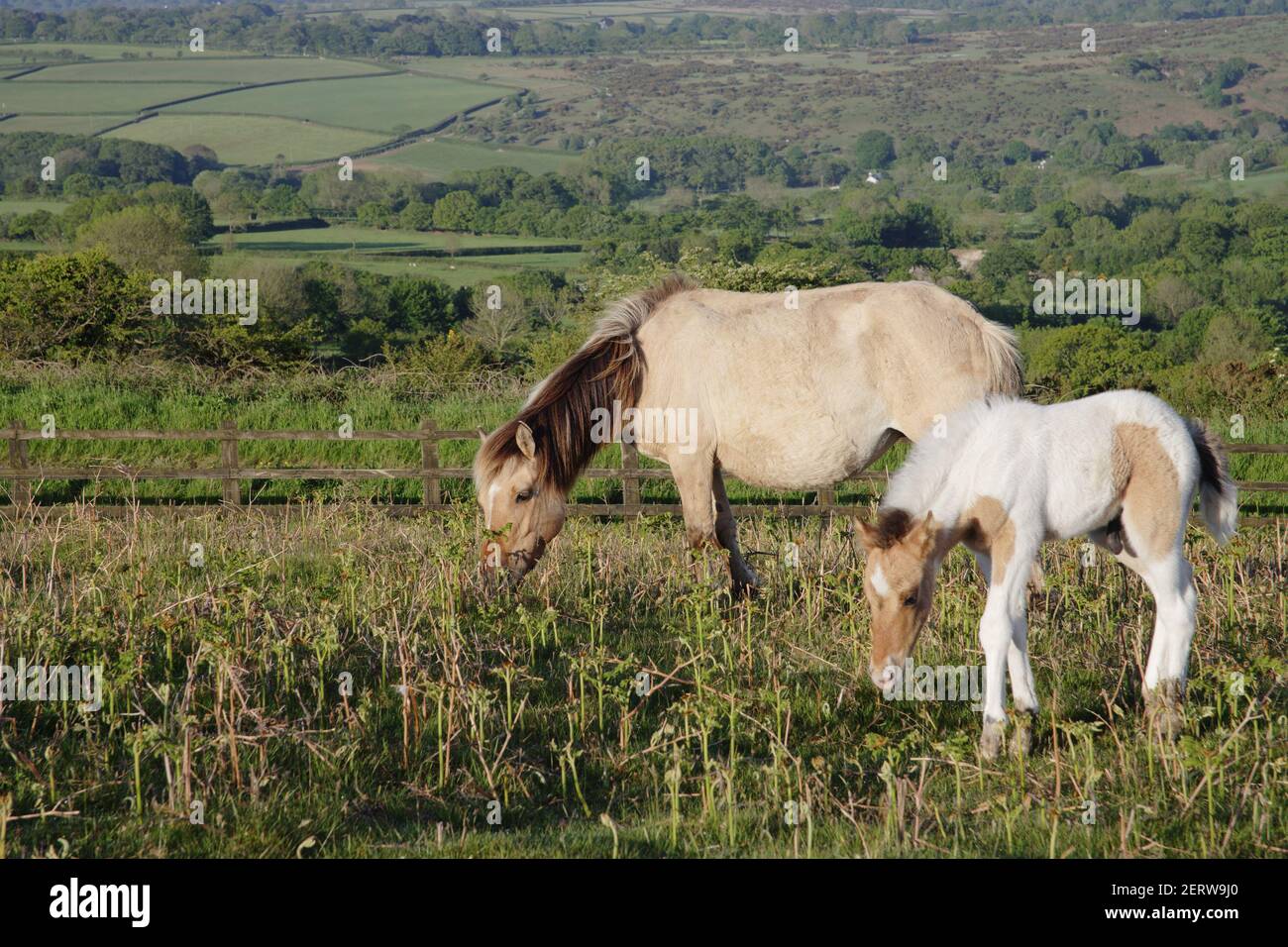 Dartmoor Ponys auf Mooren mitTavy Valley unterhalb des Dartmoor National Park Devon, UK MA000122 Stockfoto