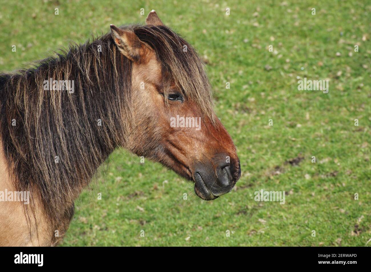 Dartmoor Ponies Dartmoor National Park Devon, Großbritannien MA000131 Stockfoto