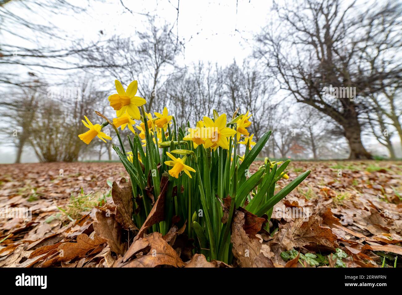 Northampton, Großbritannien, 1st. März 2021, Wild Spring Spring Narzissen in voller Blüte geben einen Spritzer Farbe in Abington Park an einem trüben nebligen Morgen. Kredit: Keith J Smith./Alamy Live Nachrichten Stockfoto