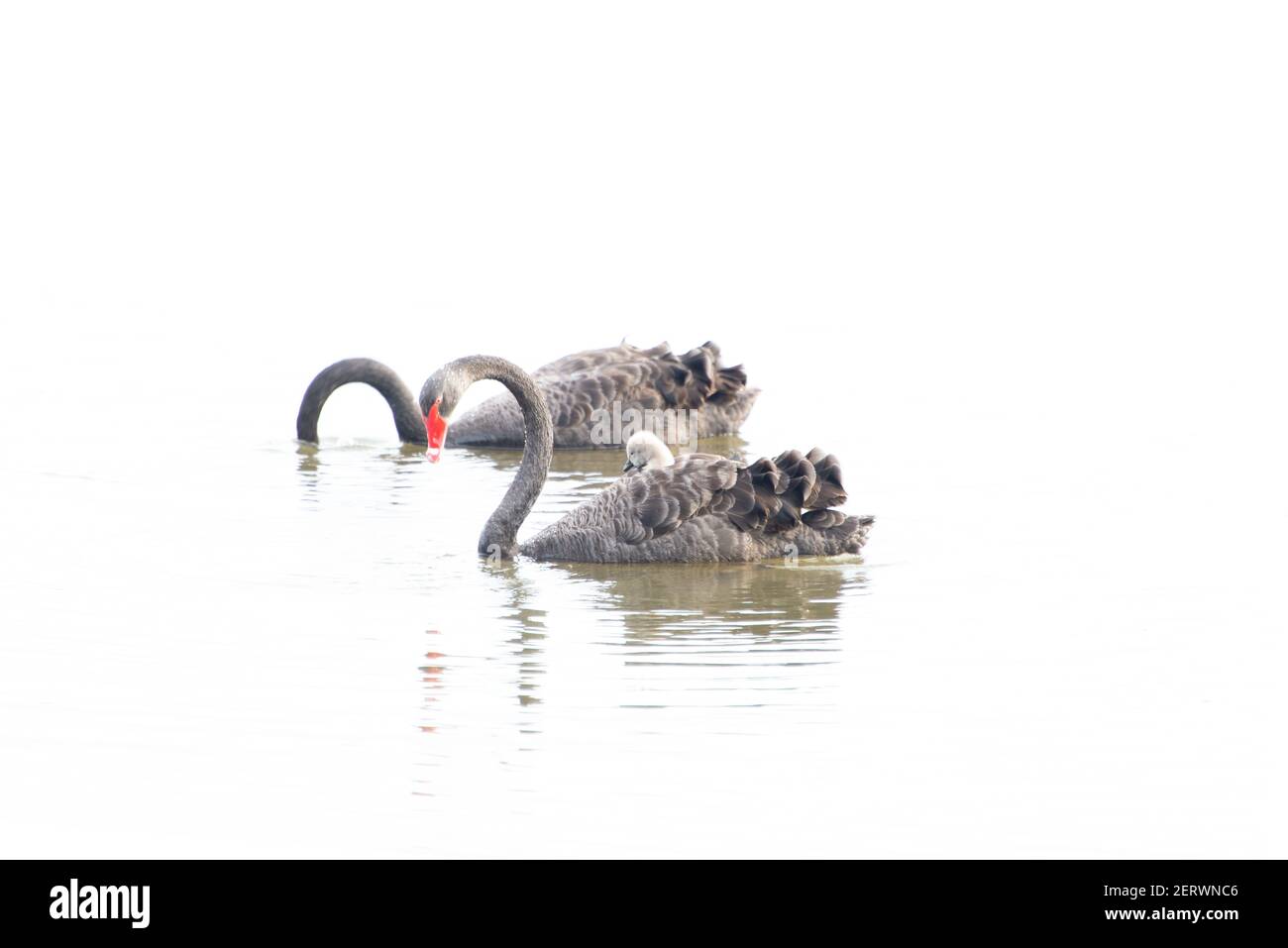 Schwarze Schwäne und Cygnet Canberra Stockfoto