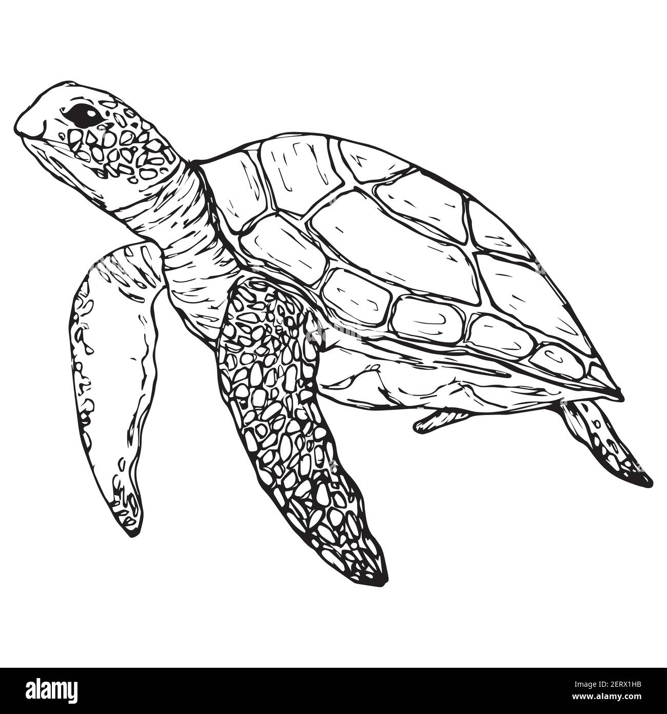 Schildkröte mit Grafik. Vektor . Isoliert auf weißem Hintergrund Stock Vektor