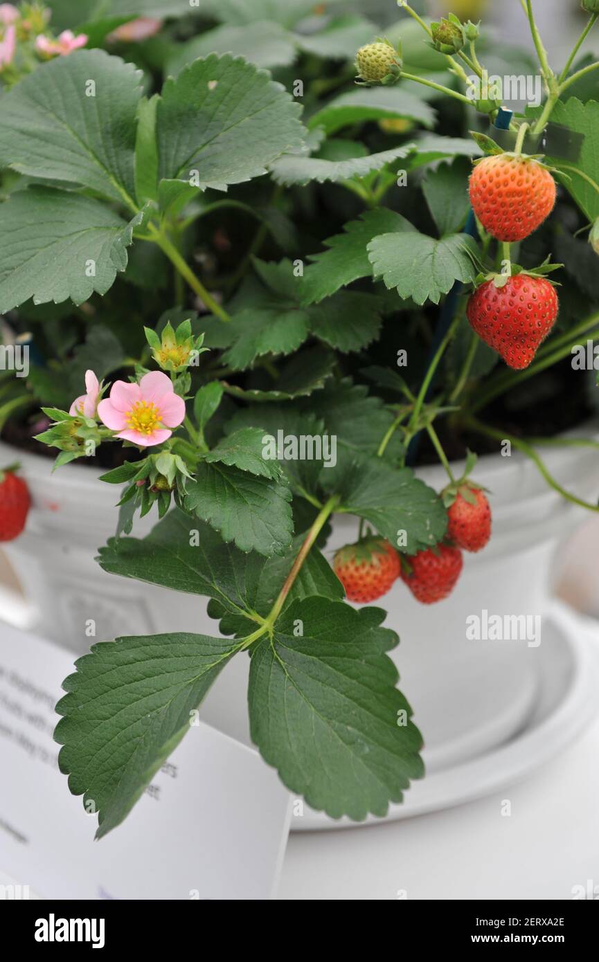 Erdbeere (Fragaria ananassa) Fügen Sie einfach Creme in einem weißen Topf auf einer Ausstellung Im Mai Stockfoto