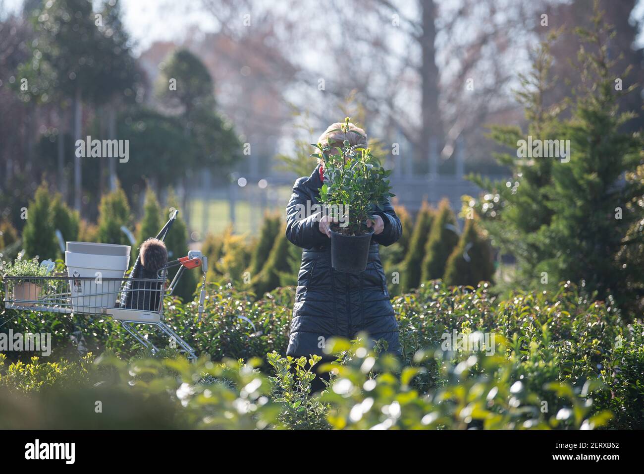 Lauffen Am Neckar, Deutschland. März 2021, 01st. Eine Frau hält eine Pflanze  im Gartencenter Pflanzen Mauk hoch. Im Rahmen der ersten Corona-Loosenings  dürfen Hobbygärtner in mehreren Bundesländern Anfang Frühjahr wieder auf  Gartenmärkten