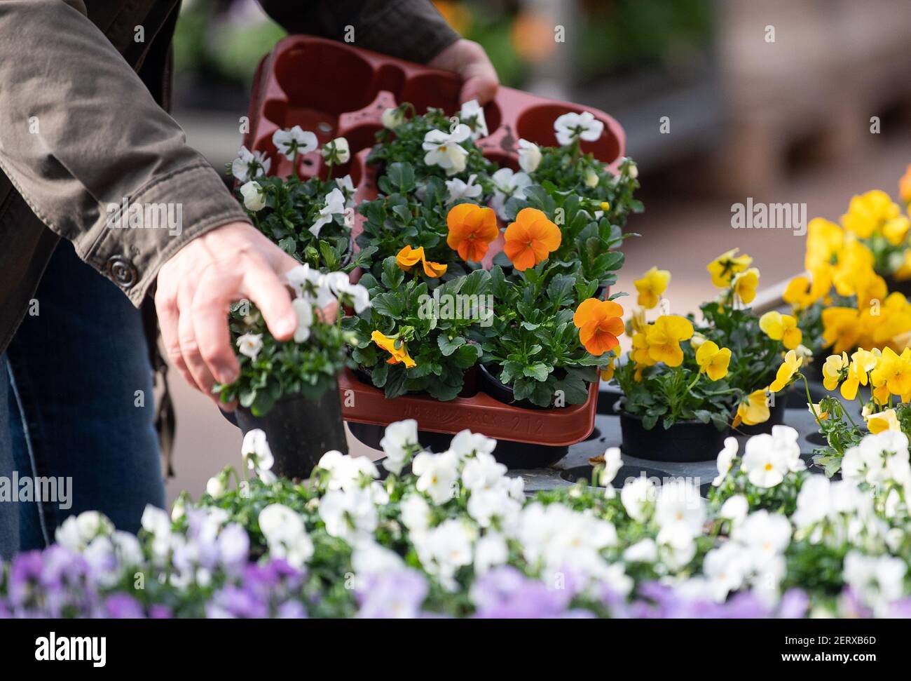 Lauffen Am Neckar, Deutschland. März 2021, 01st. Ein Kunde nimmt Blumen im Gartencenter Pflanzen Mauk. Im Rahmen der ersten Corona-Loosenings dürfen Hobbygärtner in mehreren Bundesländern zu Beginn des Frühlings wieder in Gartencentern stöbern. Quelle: Sebastian Gollnow/dpa/Alamy Live News Stockfoto
