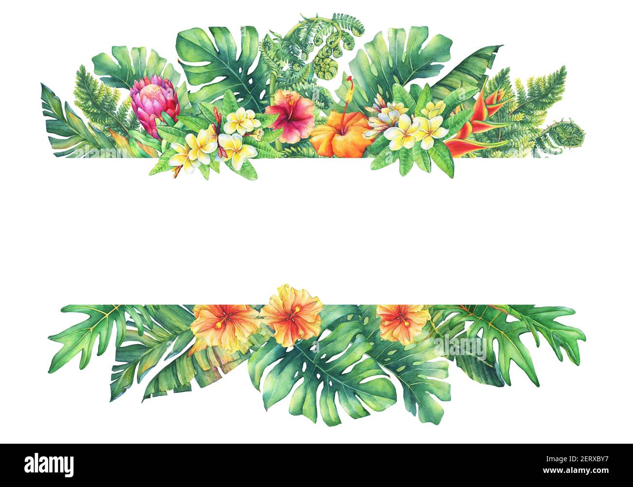 Banner mit Ästen lila Protea Blumen, Plumeria, Hibiskus und tropischen Pflanzen. Handgezeichnetes Aquarell auf weißem Hintergrund. Stockfoto