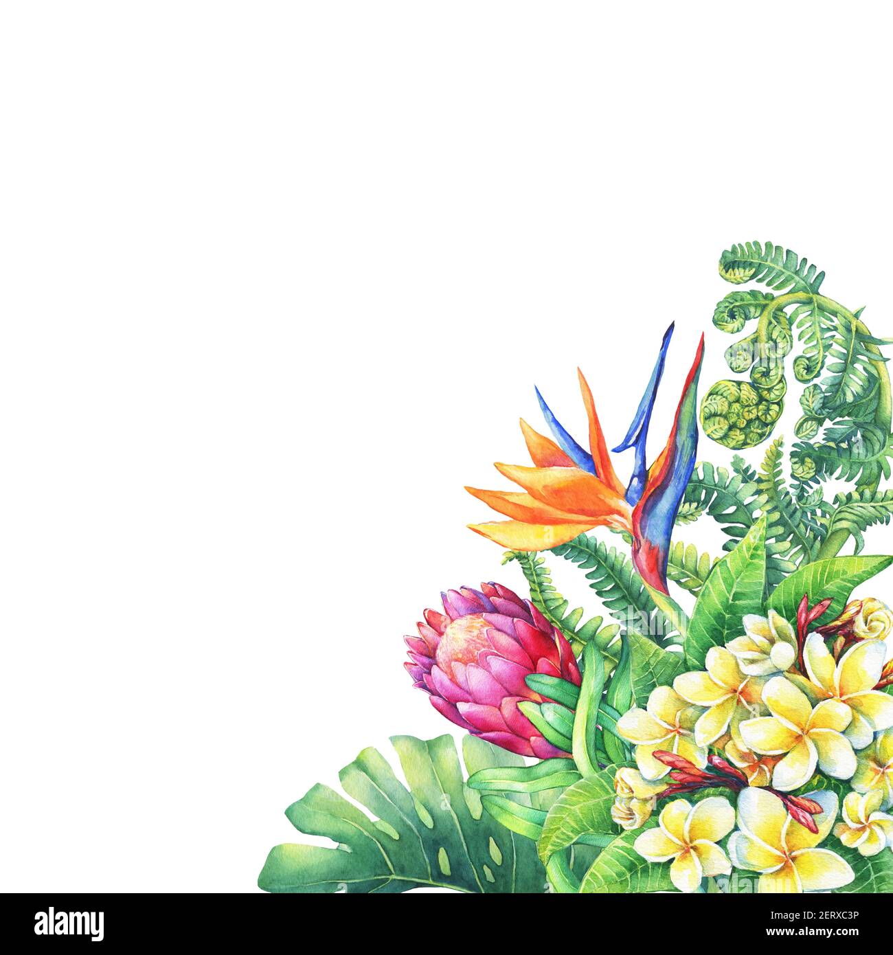 Florale Karte mit Zweigen lila Protea Blumen, Plumeria, strelitzia und tropischen Pflanzen. Handgezeichnetes Aquarell auf weißem Hintergrund. Stockfoto