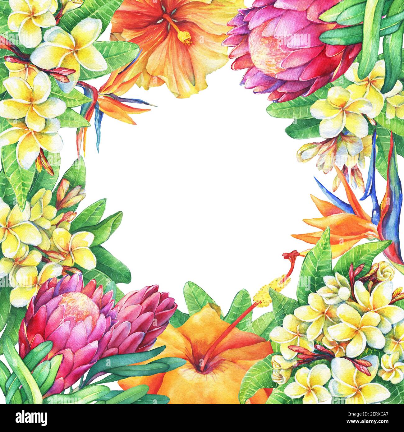 Quadratischer Rahmen mit Zweigen lila protea, Plumeria, strelitzia und Hibiskus tropischen Blumen. Handgezeichnetes Aquarell auf weißem Hintergrund. Stockfoto