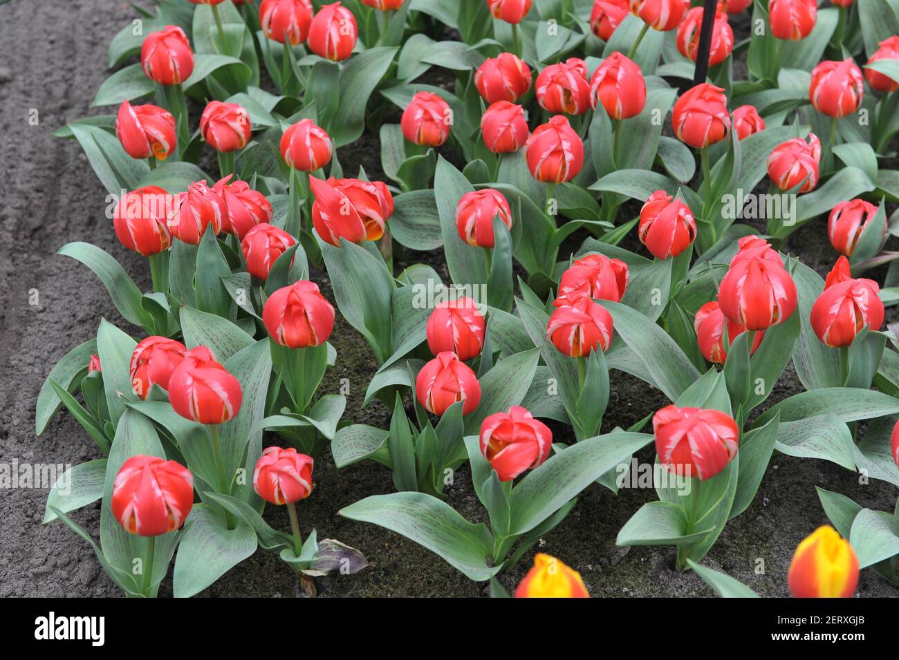 Rote Greigii Tulpen (Tulipa) freundliches Feuer mit gestreiften Blättern blühen In einem Garten im April Stockfoto