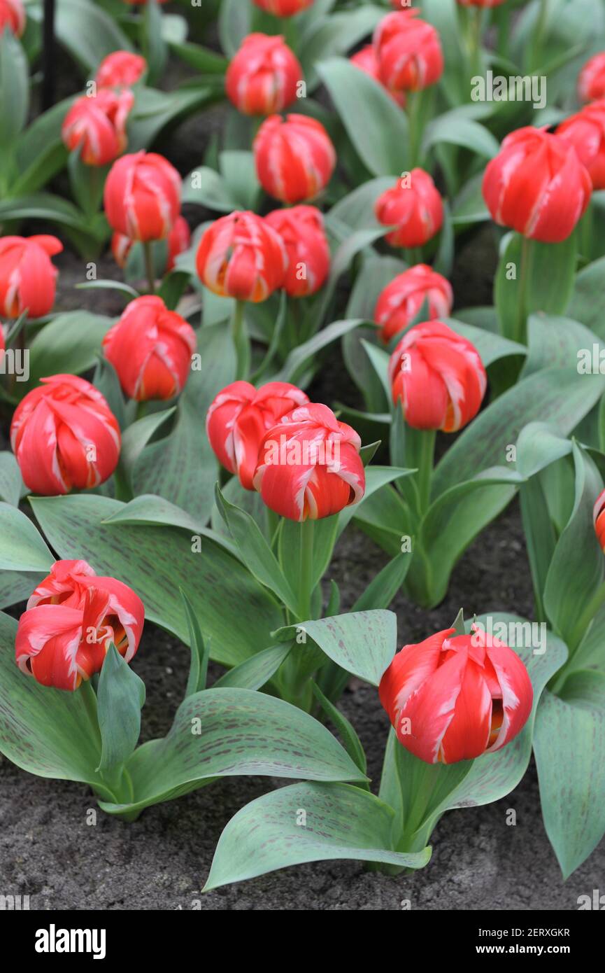 Rote Greigii Tulpen (Tulipa) freundliches Feuer mit gestreiften Blättern blühen In einem Garten im April Stockfoto