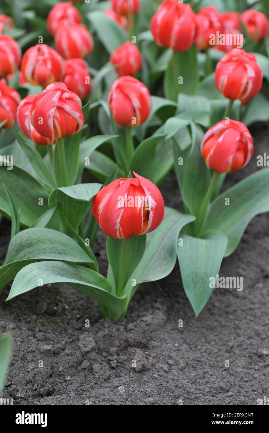Rote Greigii Tulpen (Tulipa) freundliches Feuer mit gestreiften Blättern blühen In einem Garten im April Stockfoto