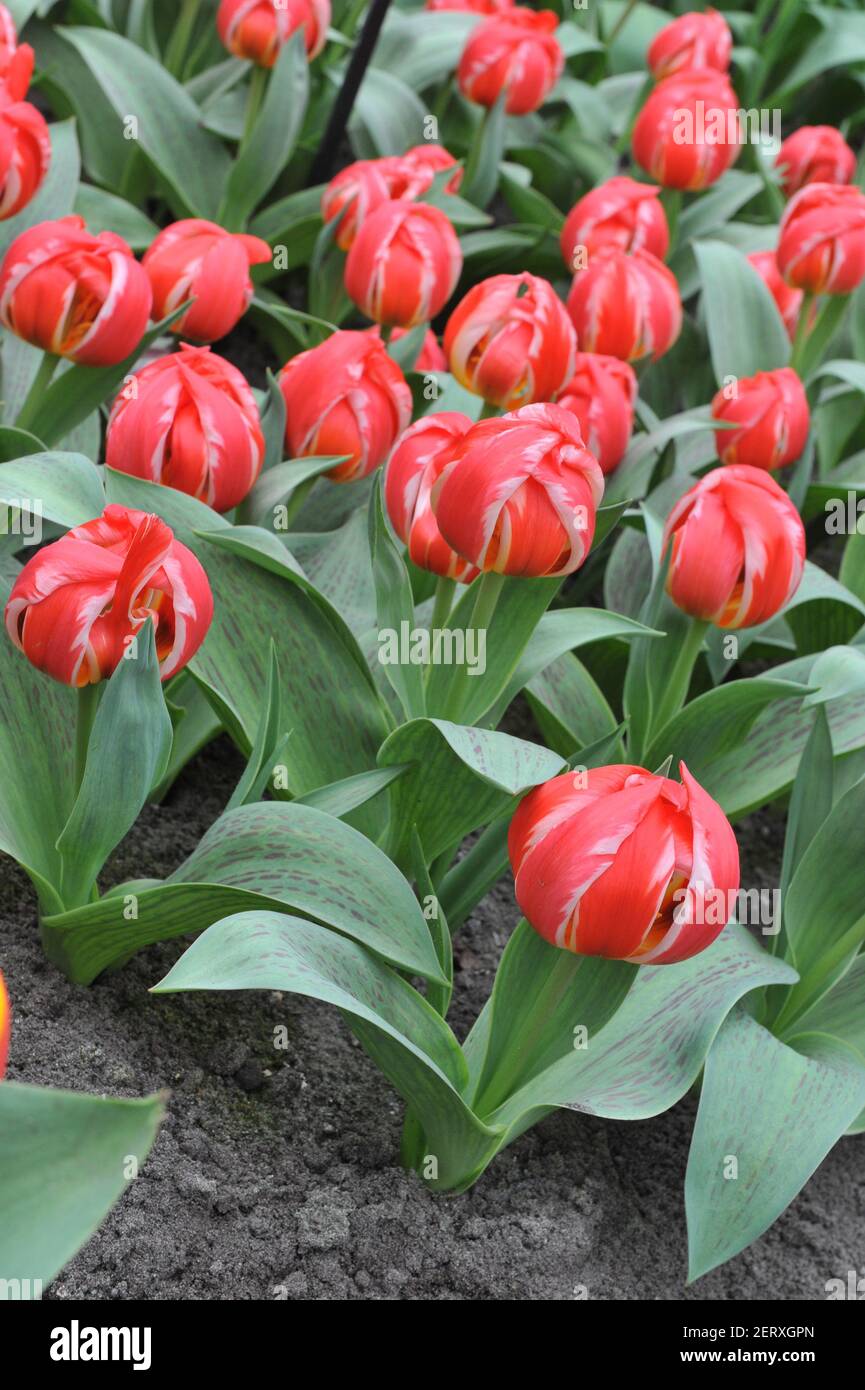 Rote Greigii Tulpen (Tulipa) freundliches Feuer mit gestreiften Blättern blühen In einem Garten im April Stockfoto