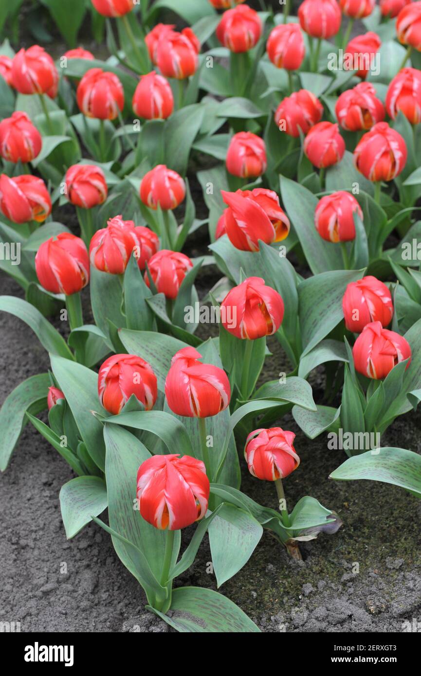 Rote Greigii Tulpen (Tulipa) freundliches Feuer mit gestreiften Blättern blühen In einem Garten im April Stockfoto