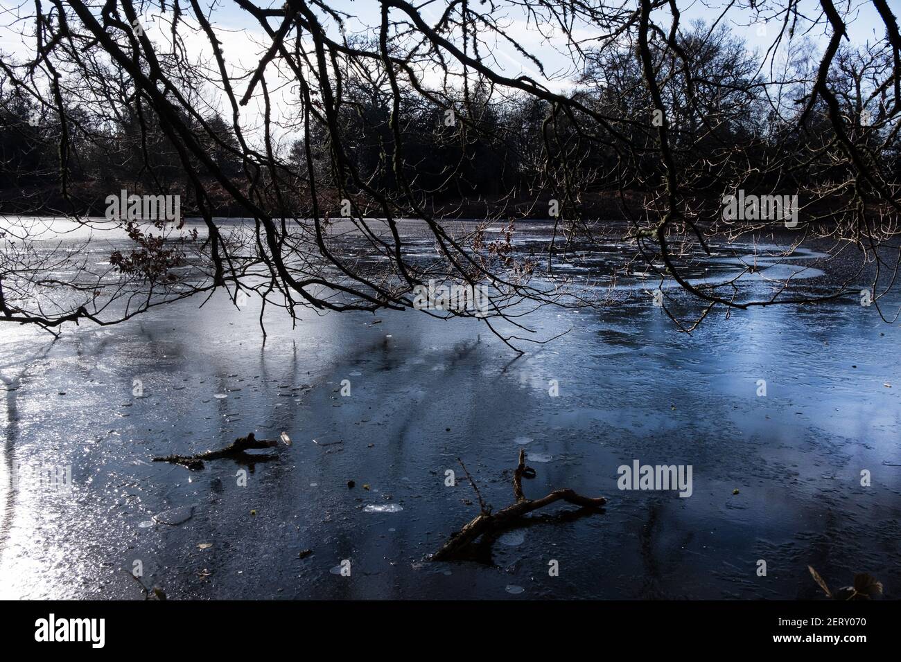 Zweige hängen über einem simi gefrorenen See Stockfoto