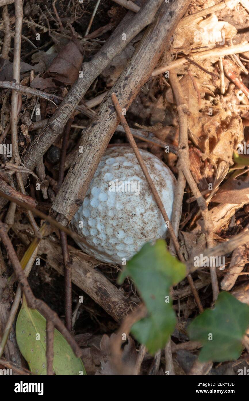 Eine Nahaufnahme von einem weißen Golfball untergebracht In den Brachen und abgestorbenen Blättern im Wald Stockfoto