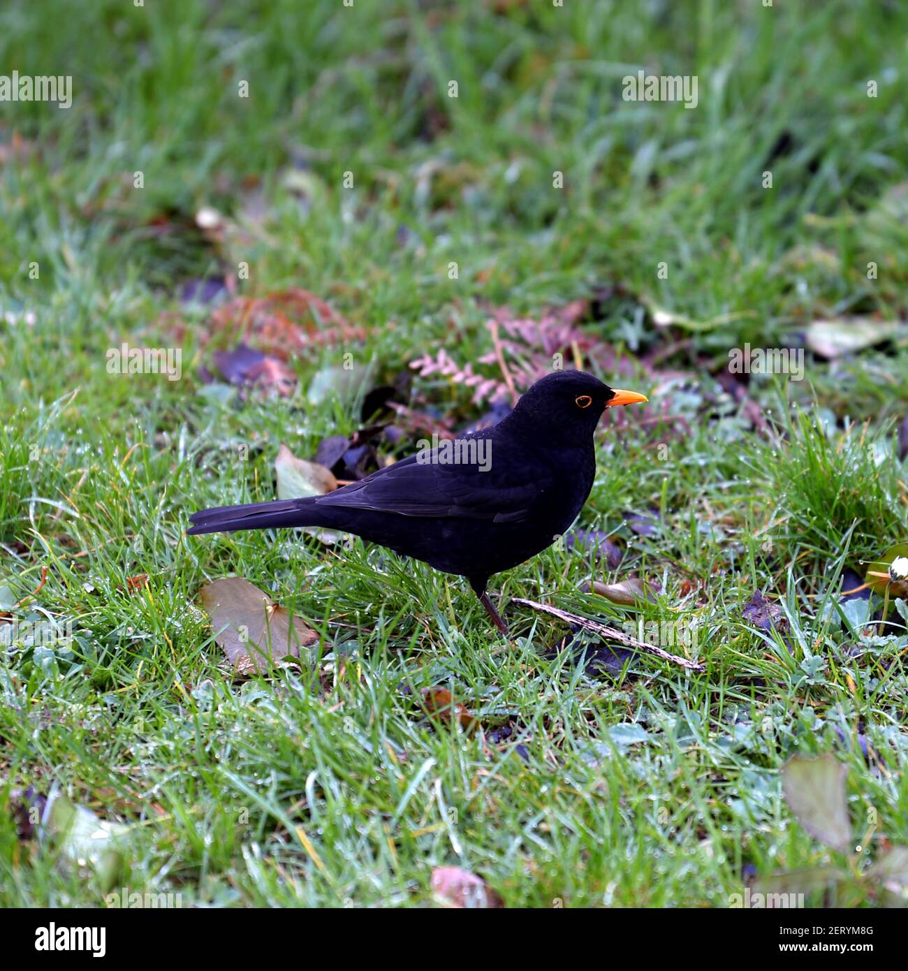 Ein Amsel lauscht, schaut und wartet an einem frostigen Morgen. Eine Gartenrasen und gefallene Blätter sind ein guter Ort für sie, um Nahrung zu finden. Stockfoto