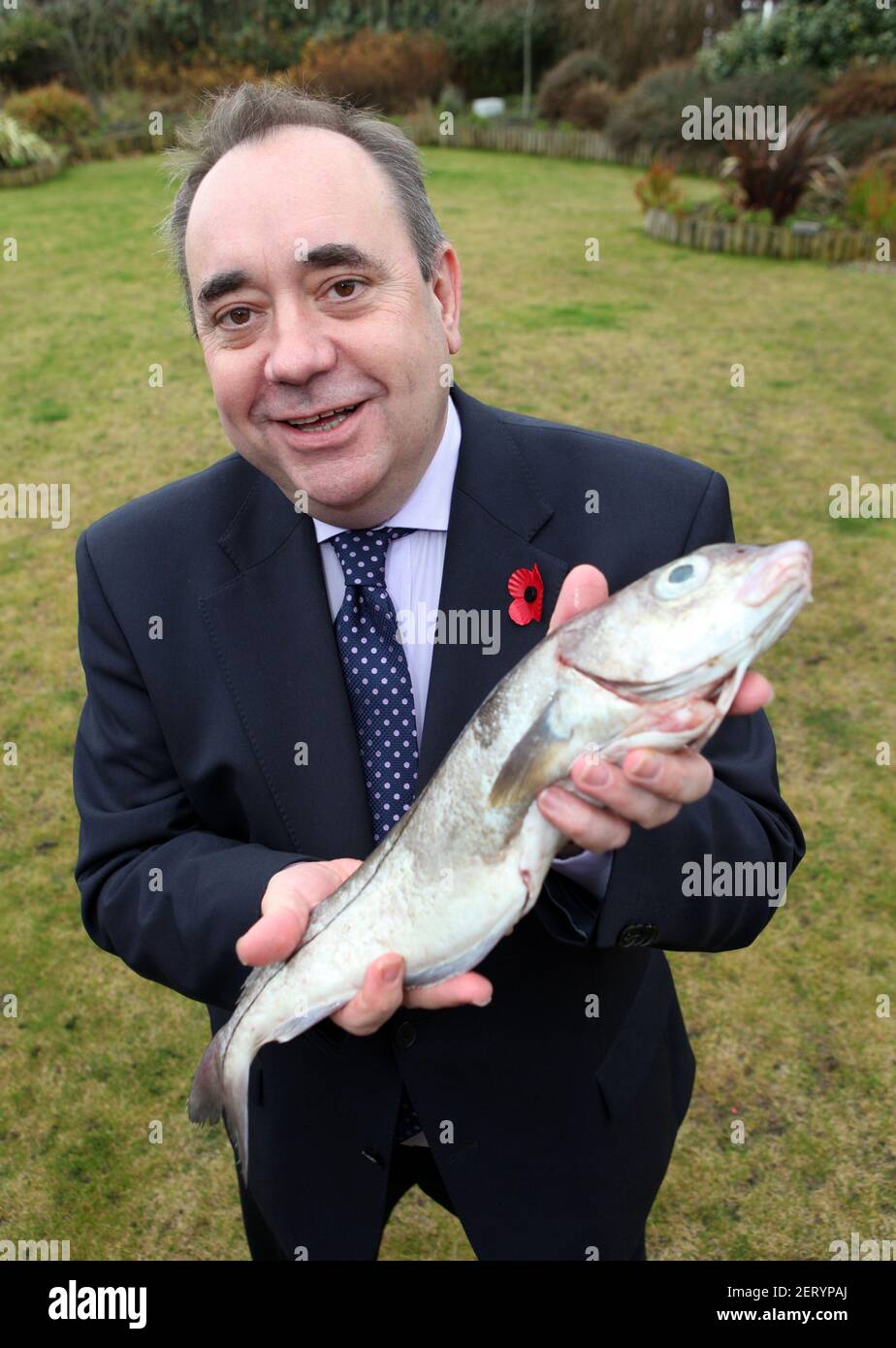 SNP Politiker und Fomer erster Minister von Schottland Alex Salmond Abgebildet hält einen Schellfisch aus der Nordsee Stockfoto