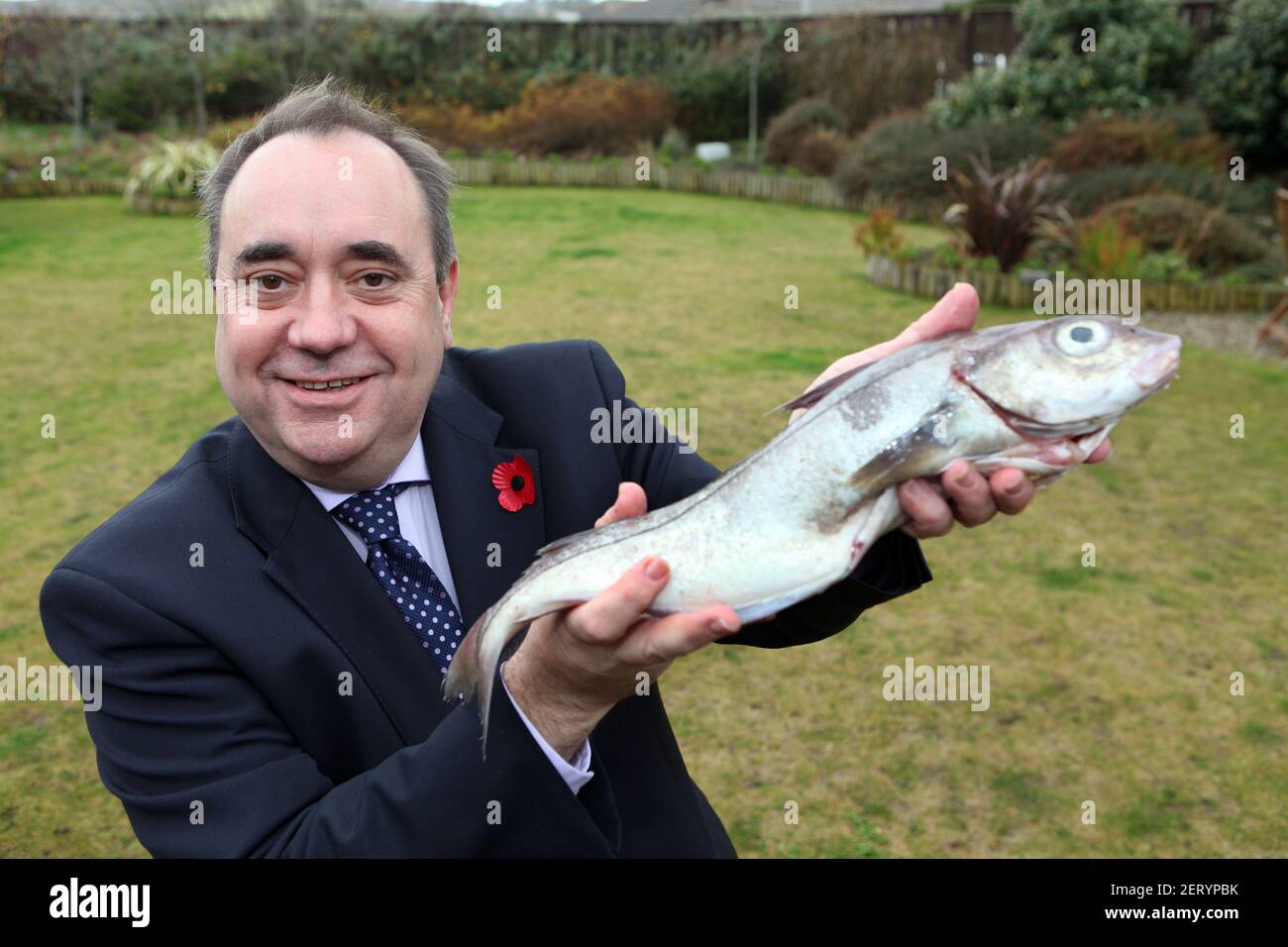 SNP Politiker und Fomer erster Minister von Schottland Alex Salmond Abgebildet hält einen Schellfisch aus der Nordsee Stockfoto