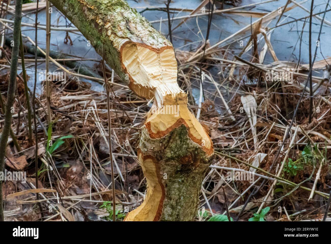 Biberbäume. Baumstamm genagt, gekaut, zerstört, geschnitzt, gefallen, Gebrochen durch den europäischen Biber Castor Faser in der Nähe des Wassers. Beweise für Biber Stockfoto